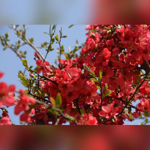 张家界天气预报15天景区天气（张家界近5天天气预报）